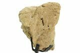 Dinosaur (Triceratops) Frill Shield Section w/ Stand - South Dakota #363593-1